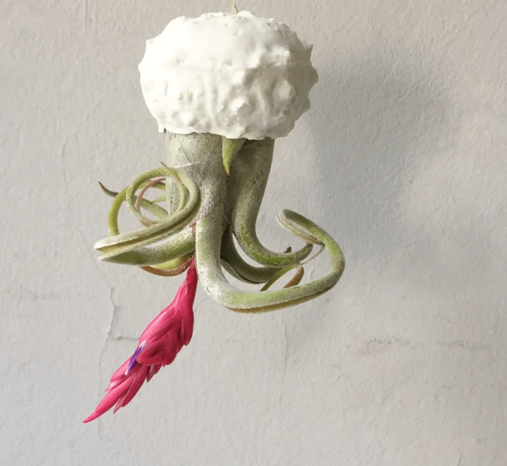 Tillandsias (aka air plants) - Dancing Airplants