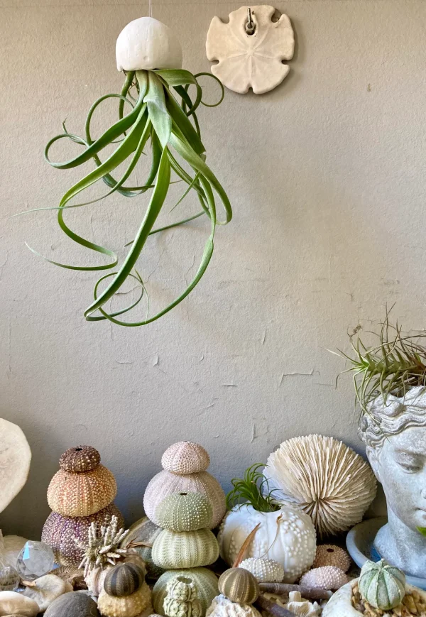 air-plant displayed in a porcelain shell