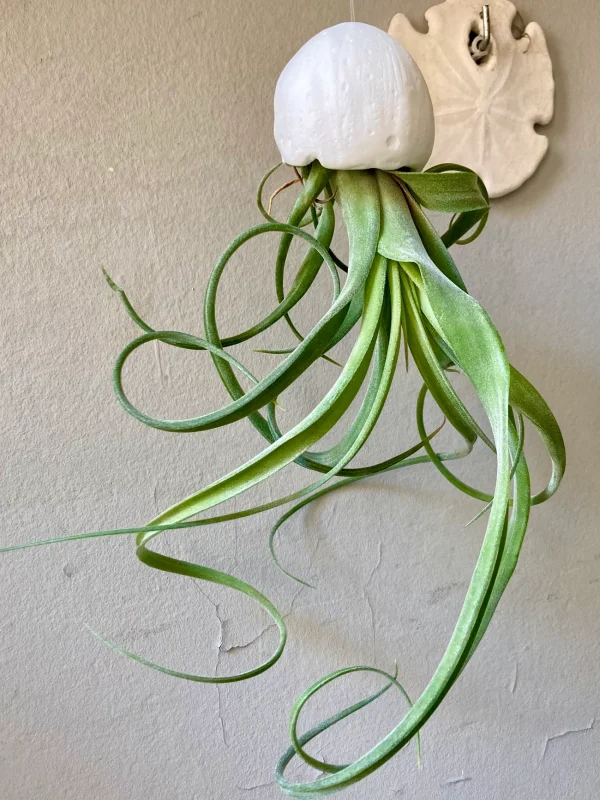 air-plant displayed in a porcelain shell