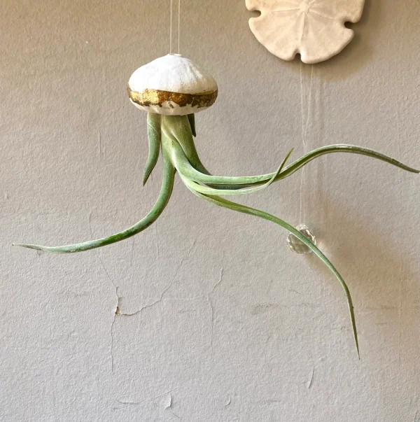 airplant caput-medusae in a porcelain hand made shell