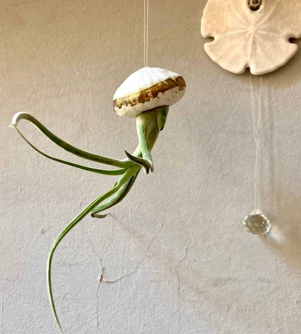 airplant caput-medusae in a porcelain hand made shell