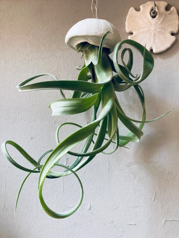 Tillandsia curly slim in a sea urchin shell made of porcelain