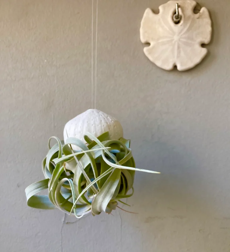 Tillandsia xerographica in a porcelain shell