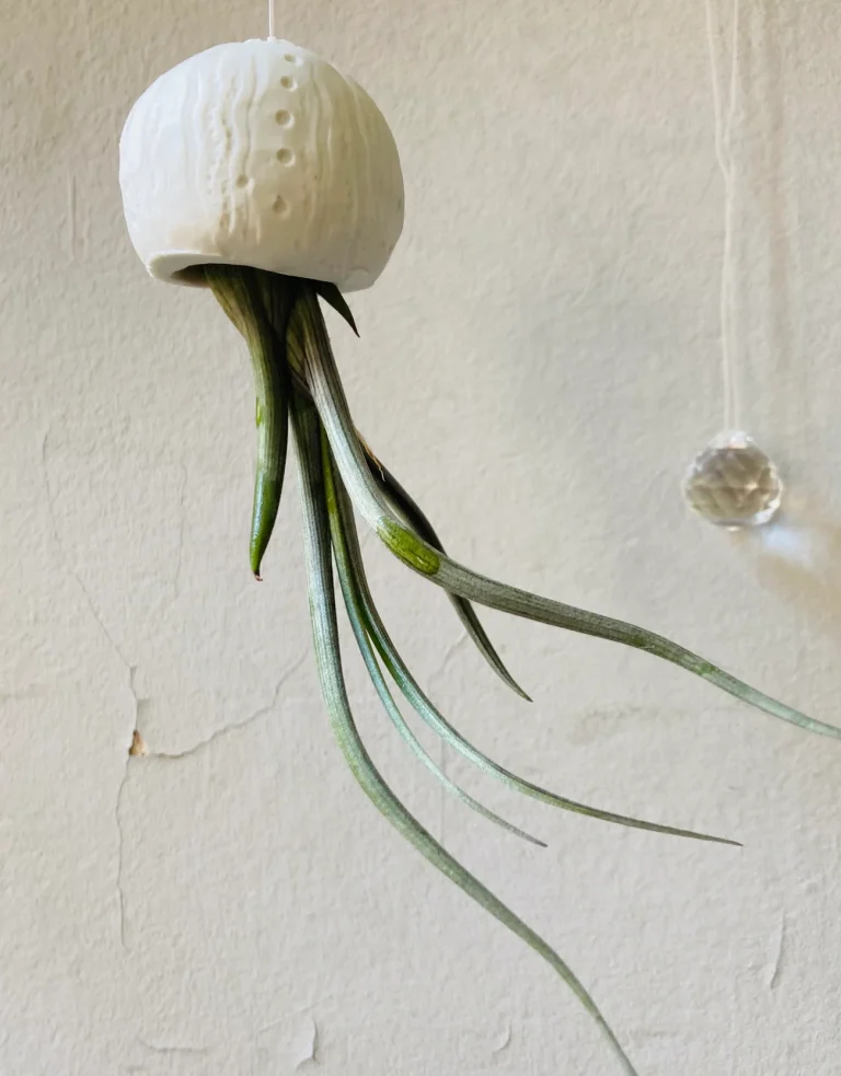 Dancing Airplant Tillandsia Pseudobaileyi - Image 4