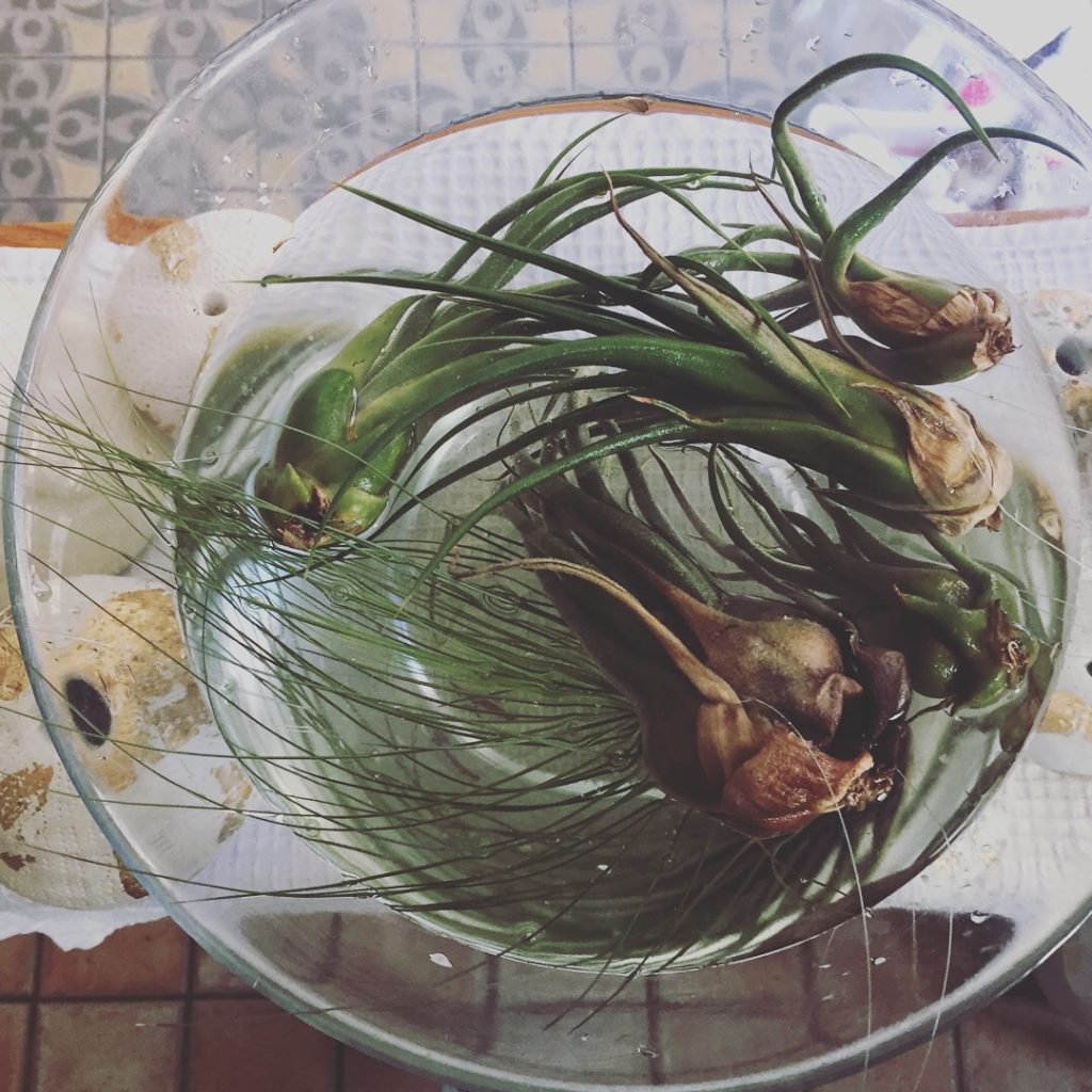 Soaking air plants in a bowl as watering method